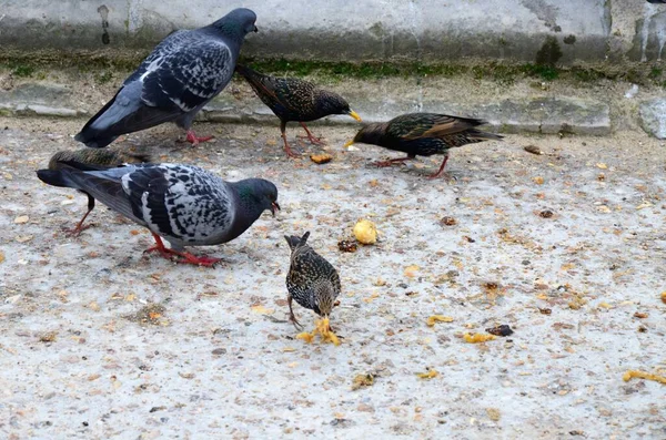 Tagesansicht Des Jardin Des Tuileries Paris — Stockfoto