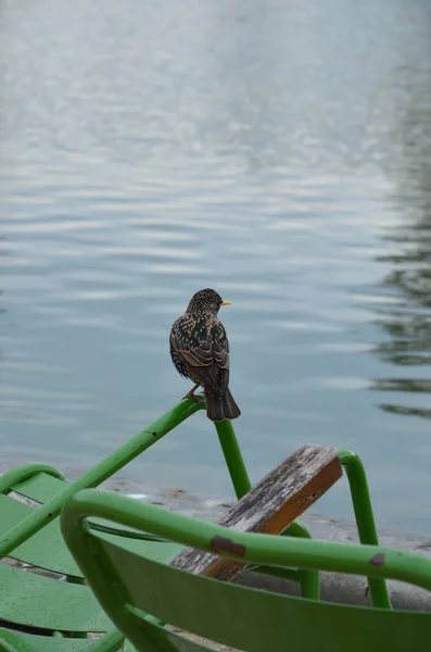 Dagsutsikt Över Jardin Des Tuileries Trädgård Paris — Stockfoto