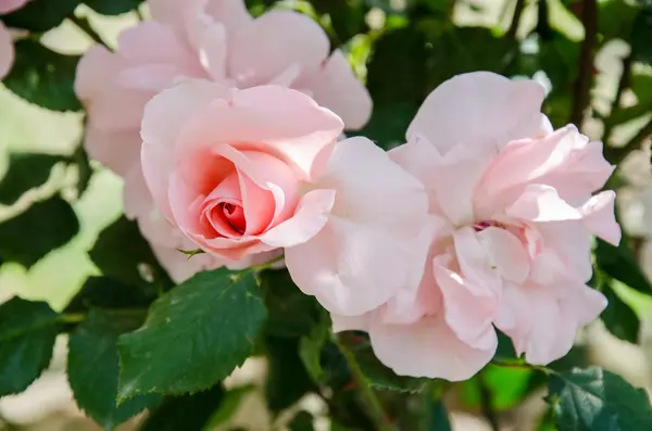 Flowers — Stock Photo, Image