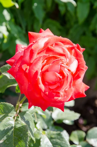 A bunch of red roses in the garden — Stock Photo, Image