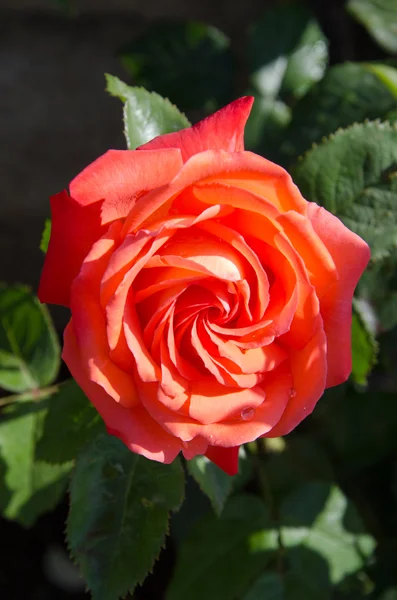 A bunch of red roses in the garden — Stock Photo, Image