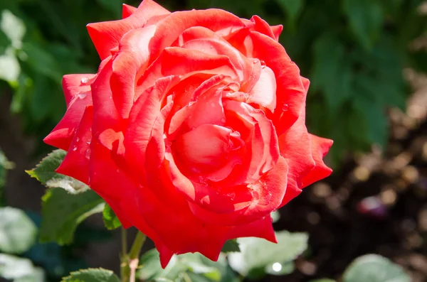 Red rose as a natural and holidays background — Stock Photo, Image