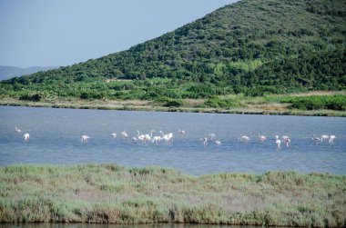 solinas, masainas - Sardunya olduğunu