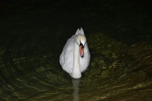 Swan på sjön Lucerne, Schweiz — Stockfoto