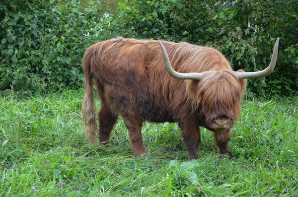 ルツェルンのスコットランド原産のハイランド牛の群れ。スイス — ストック写真