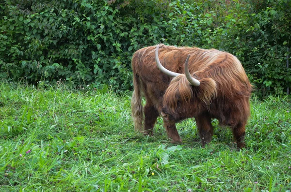 Stádo Scottish Highland v Alpách. Švýcarsko — Stock fotografie