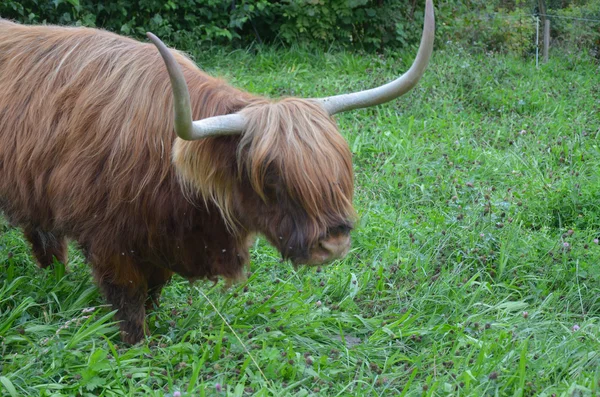 アルプスのスコットランド原産のハイランド牛の群れ。スイス — ストック写真