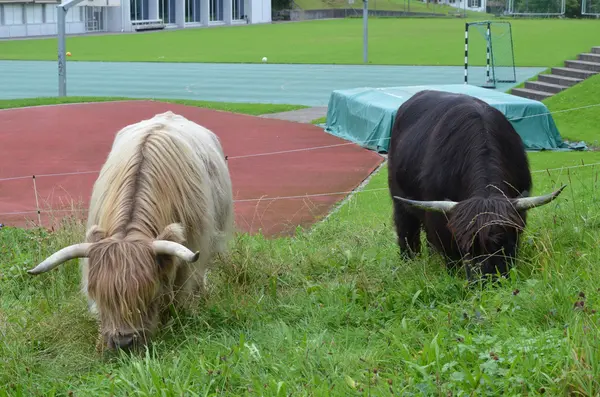 Stádo Scottish Highland v Alpách. Švýcarsko — Stock fotografie