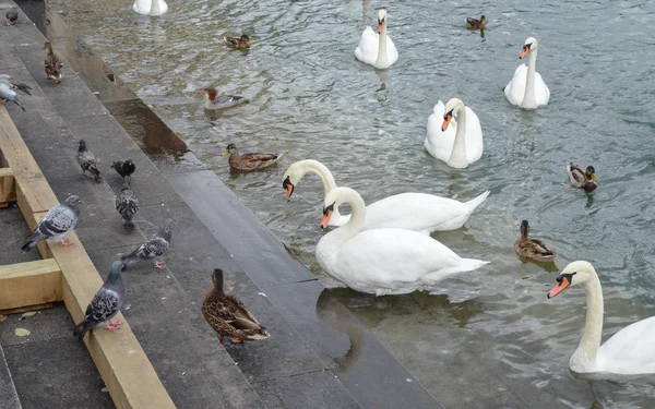 Cygne sur le lac de Lucerne, Suisse — Photo