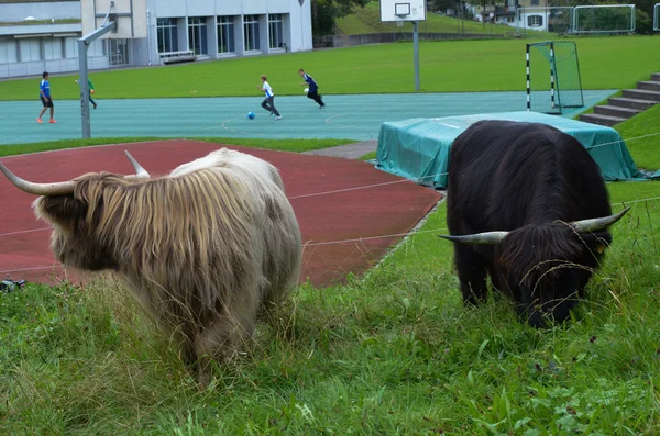 Stádo Scottish Highland v Lucernu. Švýcarsko — Stock fotografie