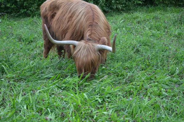 Stádo Scottish Highland v Lucernu. Švýcarsko — Stock fotografie