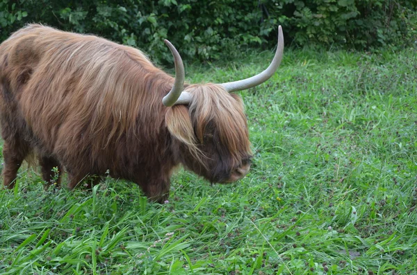 Stádo Scottish Highland v Lucernu. Švýcarsko — Stock fotografie