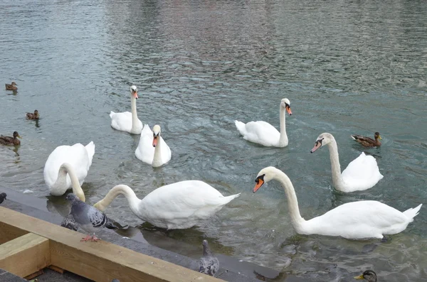 Swan on Lucerne lake, Switzerland — Stock Photo, Image