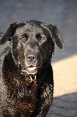 Beton zeminde duran sevimli, siyah bir av köpeğinin yüksek açısı.