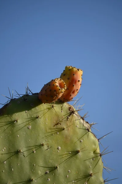 Cactus fikonkaktus (Opuntia ficus-indica) med söt orange frukter — Stockfoto