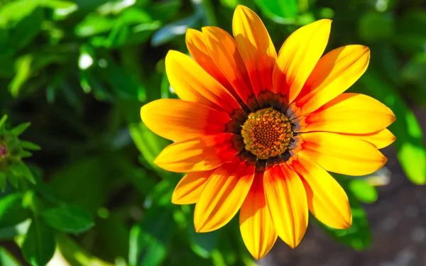 Vackra gerbera blomma på utomhus trädgård — Stockfoto
