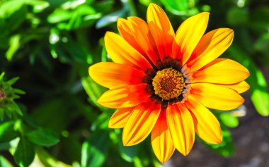 Açık Bahçe güzel gerbera çiçek