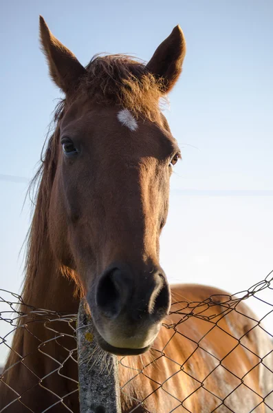 馬の顔 — ストック写真