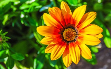 Açık Bahçe güzel gerbera çiçek