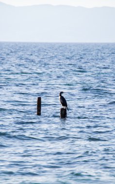 Porto Botte, Sardunya görünümünü