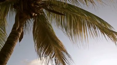 Palmiye ağaçları Curacao mavi gökyüzünde karşı