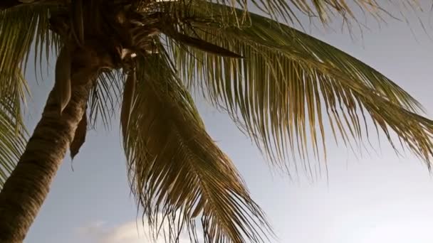 Palmbomen tegen blauwe hemel in Curacao — Stockvideo