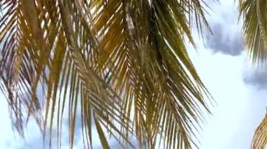 Rüzgarlı bir gün mavi gökyüzü ile palmiye yaprakları