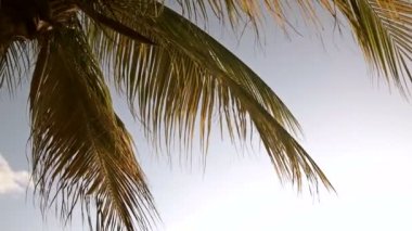 Palmiye ağaçları Curacao mavi gökyüzünde karşı