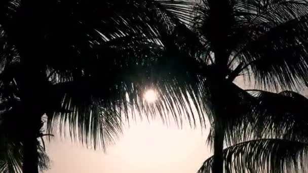 Silhouette Sunrise in the Carribean — Stock Video