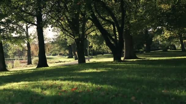 Parque à luz do sol — Vídeo de Stock