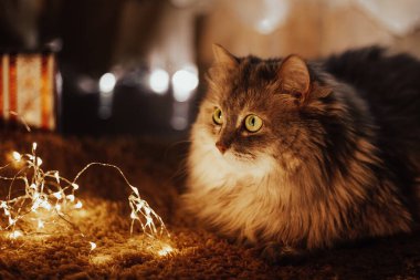 Şirin, güzel, gri çizgili kedi Noel ağacının altında kırmızı bir battaniyenin üzerinde yatıyor.