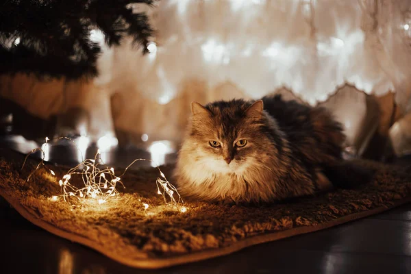 Cute beautiful pet gray striped cat lying on a red blanket under the Christmas tree — Stock Photo, Image