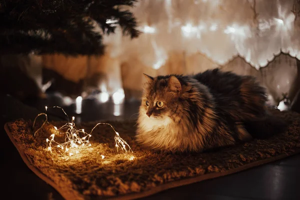 Yerde turuncu kedi var.