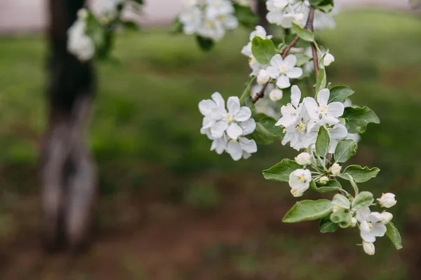 Árvores de maçã com flores brancas ao pôr-do-sol. Temporada da primavera, cores da primavera — Fotografia de Stock