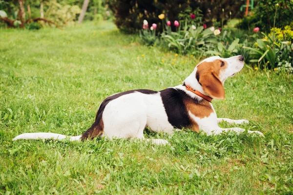 Cão estoniano contra o fundo da grama e flores em um dia ensolarado. — Fotografia de Stock