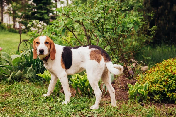 Cão estoniano contra o fundo da grama e flores em um dia ensolarado. — Fotografia de Stock