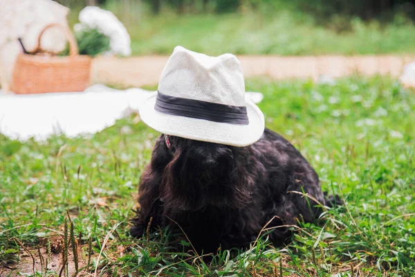 Terrier escocês em um chapéu em um passeio no parque — Fotografia de Stock