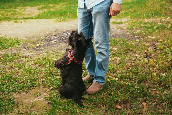 Scotch Terrier on a walk in the park. — Stock Photo, Image