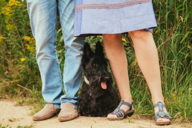 Scotch Terrier parkta yürüyüşe çıktı..