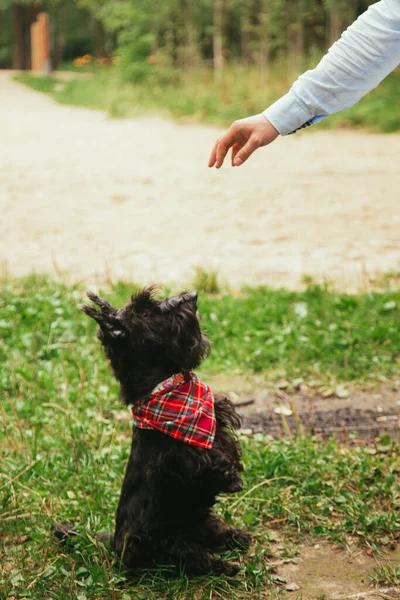 Scotch Terrier on a walk in the park. — Stock Photo, Image