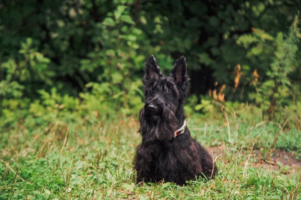 Scotch Terrier em um passeio no parque. — Fotografia de Stock