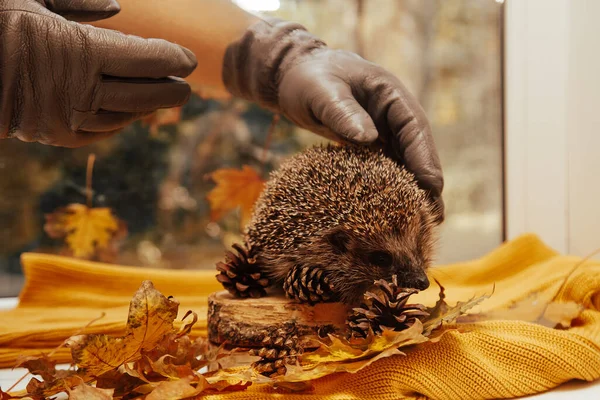 Un primo piano di mani umane in guanti che tengono un riccio — Foto Stock