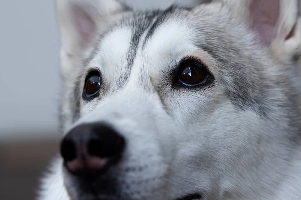 Fechar a cabeça branca cinza siberiana husky — Fotografia de Stock