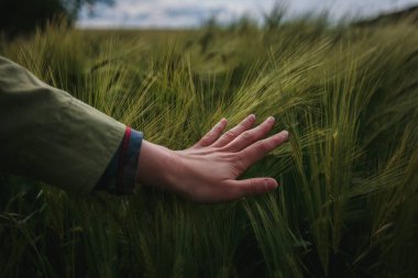 Genç buğdayları avuçlayan bir kadın. Yakın çekim görüntüsü. Ukrayna tarımı