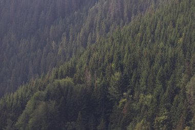 Karpatların sihirli dağları