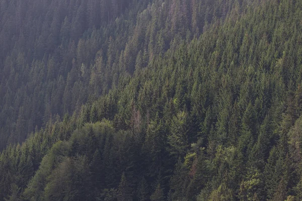 Karpatların sihirli dağları