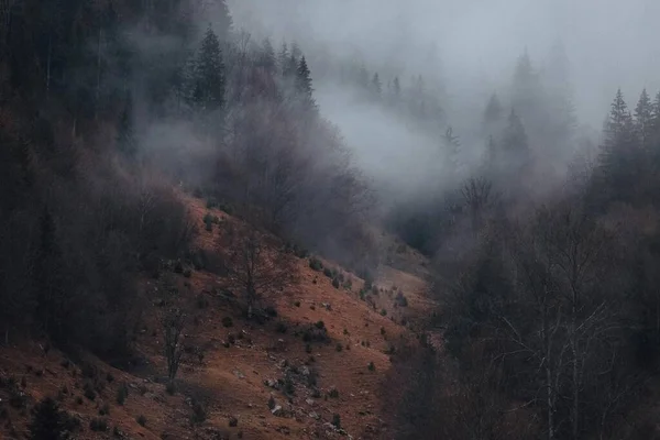 カルパチアの森の魔法 — ストック写真