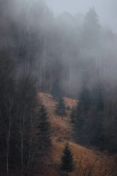 Магія Карпатського Лісу — стокове фото