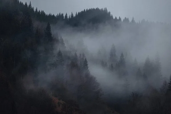 Magie Forêt Des Carpates — Photo