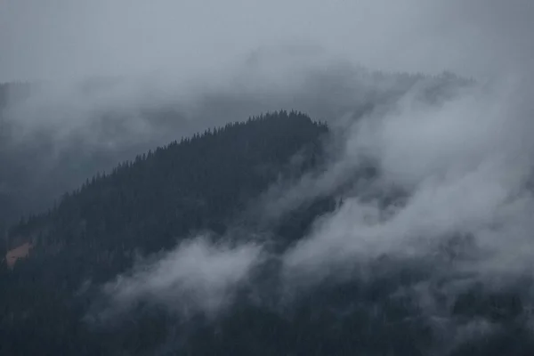 Magic Carpathian Forest — Stock Photo, Image